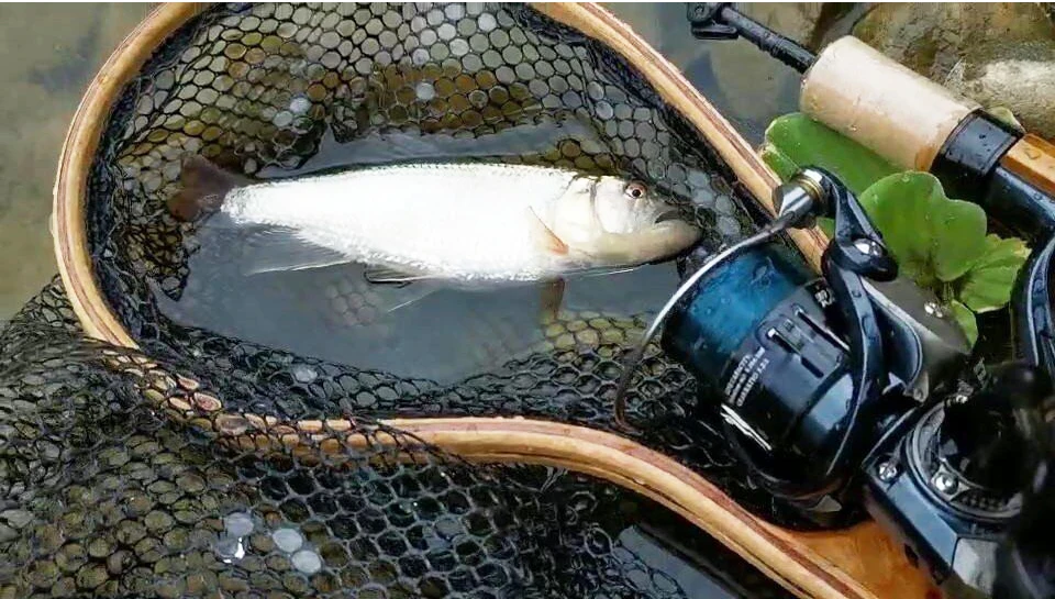TSURINOYA Ultra-light 155g Bait Finesse Spinning Fishing Reel RANGER 800 1000S Carbon Shallow Spool Trout Ajing Fishing Wheel