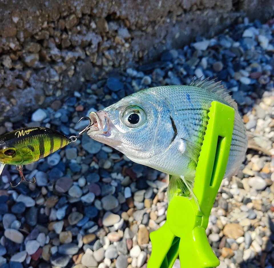 TSURINOYA 50F Crankbait Fishing Lure Magician 50mm 8.5g Shallow Range Floating Crank Artificial Hard Basts Pike Bass Model