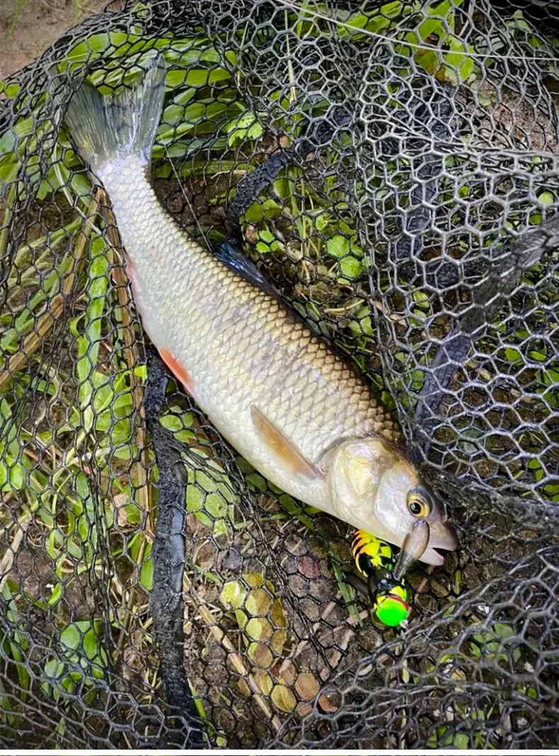 Kingdom Bait Artificial Fishing Lure 4.2g 40mm 6.6g 48mm Floating Insect Bionic Swimbaits Hard Baits For Bass Carp Pike Fishing