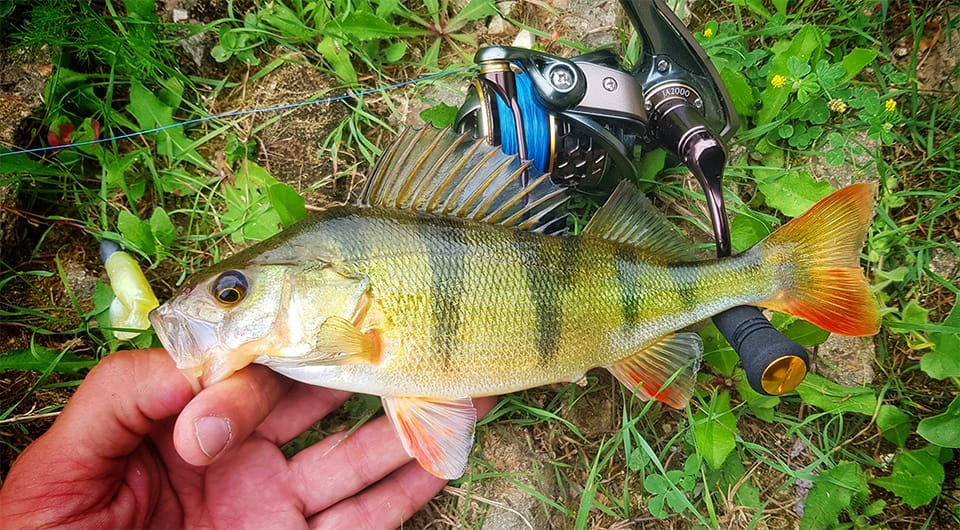 TSURINOYA 2 Spool Spinning Fishing Reel JAGUAR 1000 2000 3000 185G 6KG Max Carbon Drag Carp Saltwater Reel Bass Pike Wheel