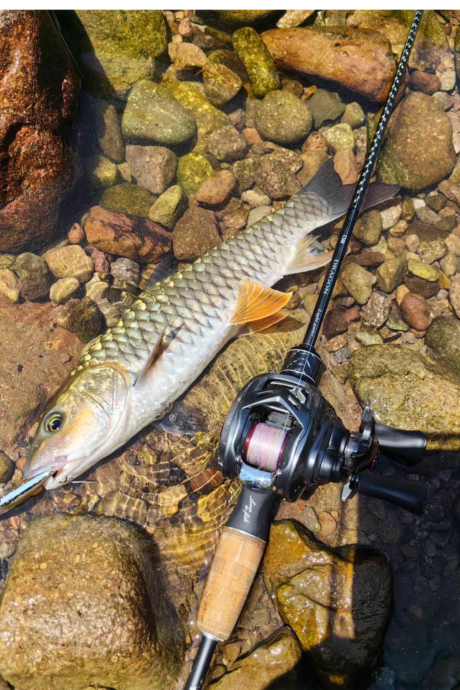 TSURINOYA DRAGON Light Game Fishing Rod 1.6m 1.8m UL Fast Action FUJI Guide Spinning Casting Carbon Rod For Trout Rochfish Bass